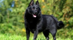 Schipperke (foto): mala i hrabra čuvara, veseli prijatelj